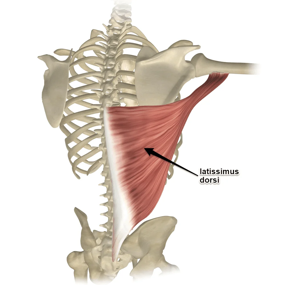 músculos dorsales espalda