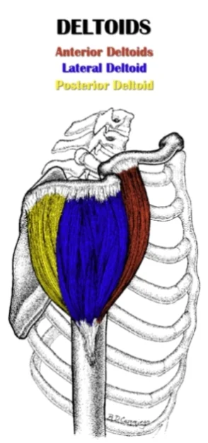 músculo deltoides hombro