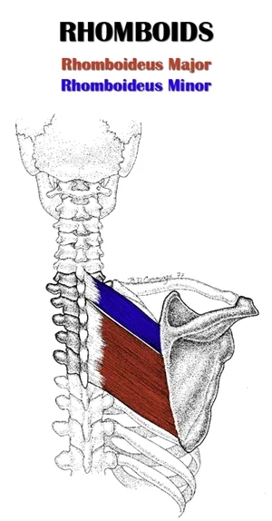 músculo romboide espalda