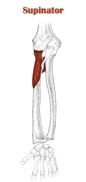 músculo supinador antebrazo brazos
