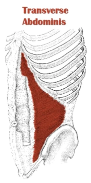 transverso abdomen músculo