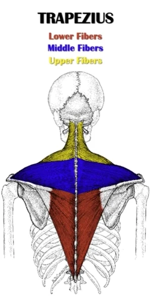 músculo trapecio espalda